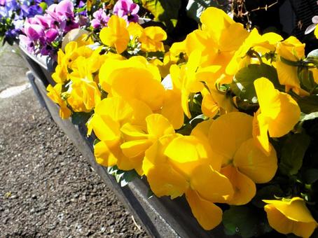 満開のビオラの花壇 満開のビオラの花壇の写真