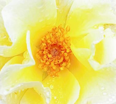 Rose, JPG Rose, JPG