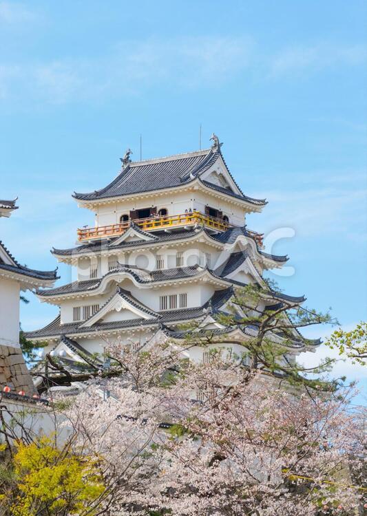 福山城公園と桜 福山城,福山城公園,天守閣の写真素材
