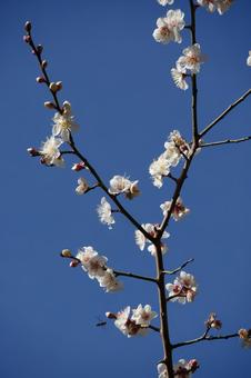 2月に梅が咲く 2月に梅が咲くの写真