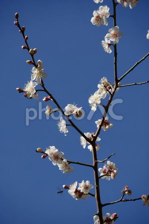  2月に梅が咲く 梅,梅の花,2月の写真素材