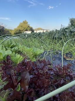 田舎の風景 秋,空,緑の写真素材