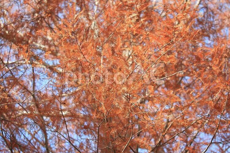 紅葉したメタセコイア 紅葉,メタセコイア,紅の写真素材