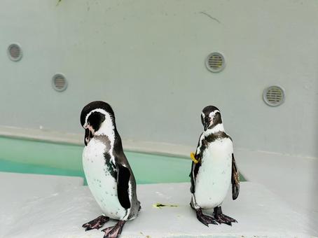 プールサイドで佇むかわいいペンギンのペア プールサイドで佇むかわいいペンギンのペア ペンギン,動物,水族館の写真素材