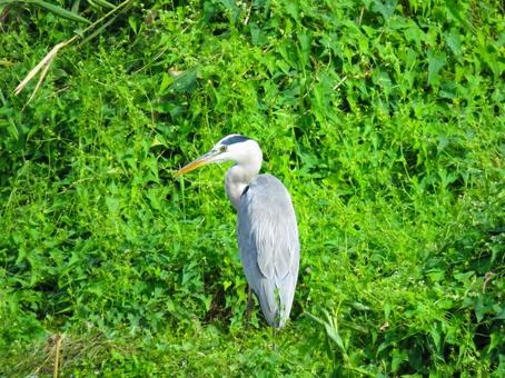 草むらに佇むアオサギ 草むらに佇むアオサギの写真