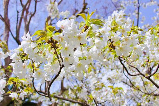 桜の花と青い空 桜の花と青い空 桜,青空,春の写真素材