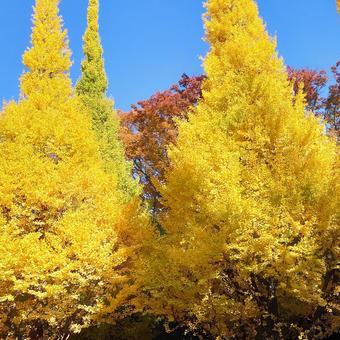 神宮外苑イチョウ並木 神宮外苑,明治神宮外苑,イチョウ並木の写真素材