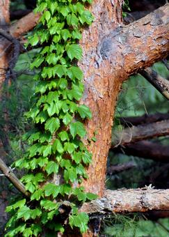 Photo, summer, wood, leaf, 