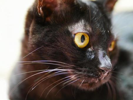 見つめる猫の写真