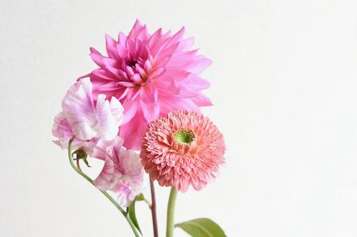 ピンク系の花束 ダリア,スイートピー,ガーベラの写真素材