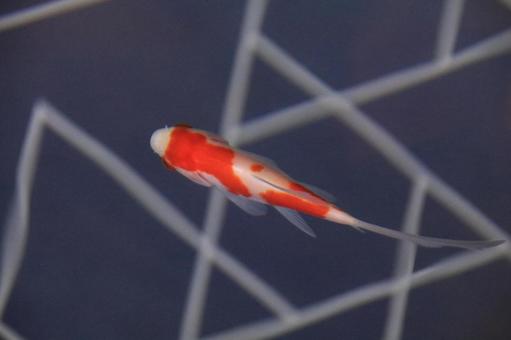 金魚 金魚の写真