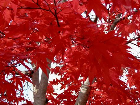 Maple, JPG
