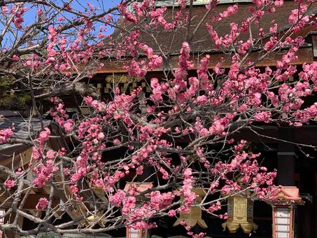 北野天満宮の梅2 北野天満宮,梅,天満宮の写真素材