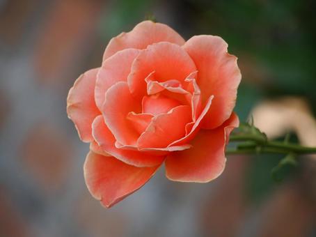 Photo, rose, red, gardening, 