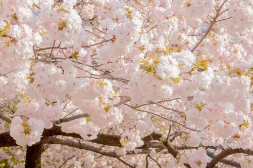 桜 桜の写真