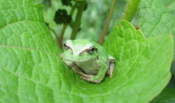 カエルさんこんにちは! カエルさんこんにちは! カエル,アマガエル,癒しの写真素材