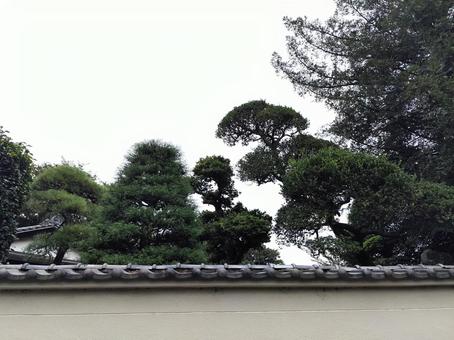 塀の上の松 塀の上の松 松,空,曇の写真素材