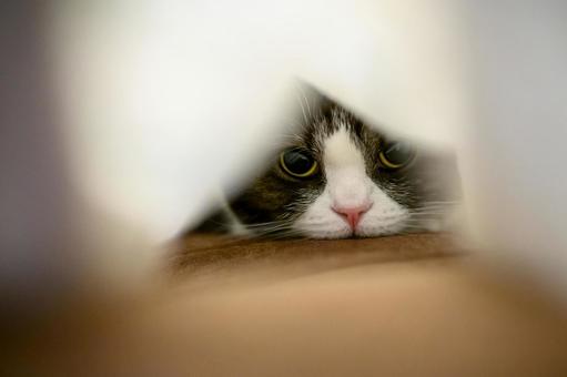 毛布の中の猫 毛布の中の猫 毛布の中の猫,猫,ねこの写真素材