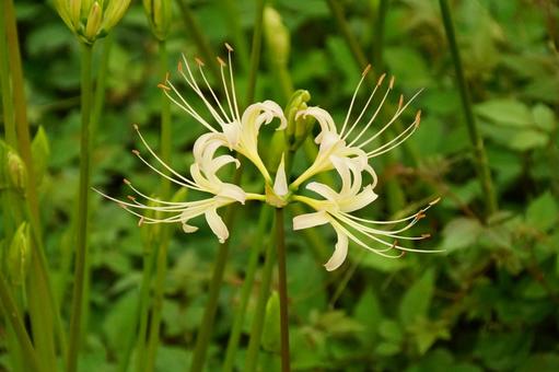 曼殊沙華 曼殊沙華 彼岸花,白,植物の写真素材