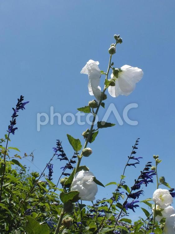 タチアオイの咲くころ タチアオイ,高い,白いの写真素材