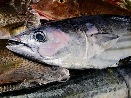カツオ カツオ 鰹,魚,魚屋の写真素材