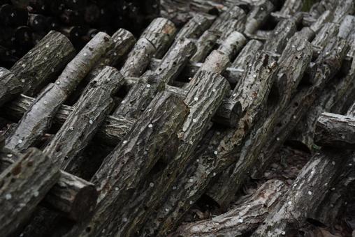 原木椎茸がたくさん並んでいる 椎茸,きのこ,原木の写真素材