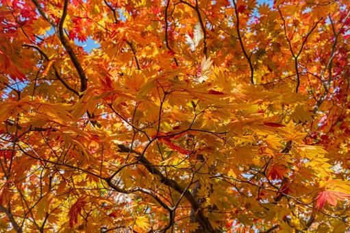 北海道　大沼国定公園　秋の風景 北海道,大沼,函館の写真素材