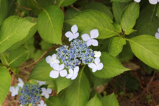 Hydrangea 106, JPG