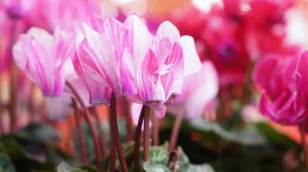 シクラメン-180 シクラメン,ガーデンシクラメン,クレヨンの写真素材