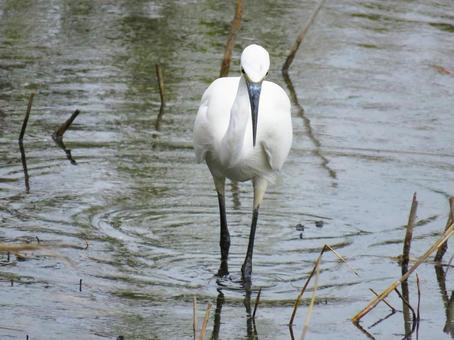 池の中を歩くコサギ 池の中を歩くコサギ コサギ,野鳥,動物の写真素材