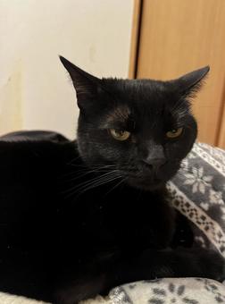 黒猫 黒猫の写真