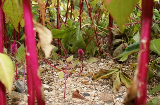 Photo, persicaria, plant, natural, 