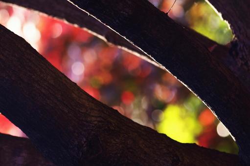 紅葉背景と幹 紅葉背景と幹の写真