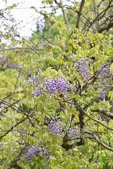 wisteria flowers, JPG