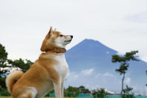 柴犬と富士山 柴犬と富士山 犬,柴犬,茶色の写真素材