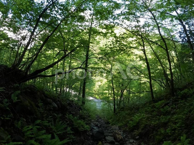 森の中で道に迷った 林,登山,沢の写真素材