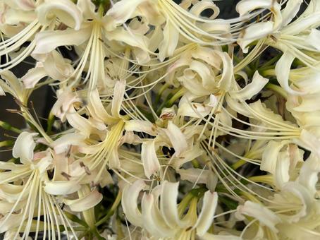 秋の花壇に咲く白いヒガンバナ、曼珠沙華 彼岸花,白,花の写真素材