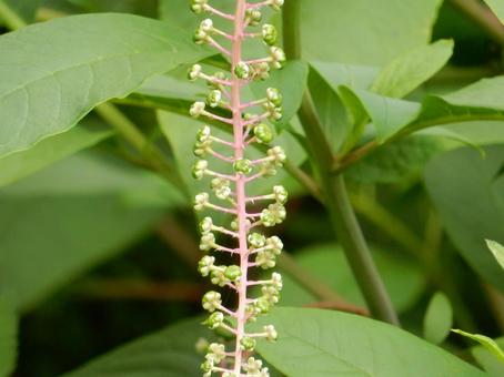【植物写真】ヨウシュヤマゴボウ 【植物写真】ヨウシュヤマゴボウの写真