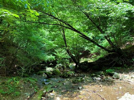 新緑渓流と覆いかぶさる枝 渓流,清流,小川の写真素材