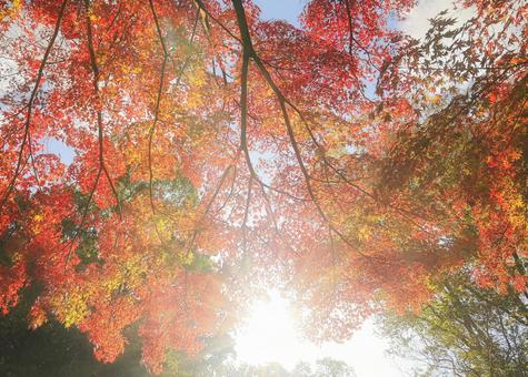 陽光に照らされる紅葉 紅葉,もみじ,モミジの写真素材