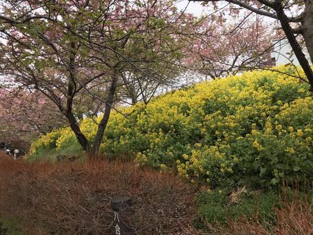 桜と菜の花 桜と菜の花の写真
