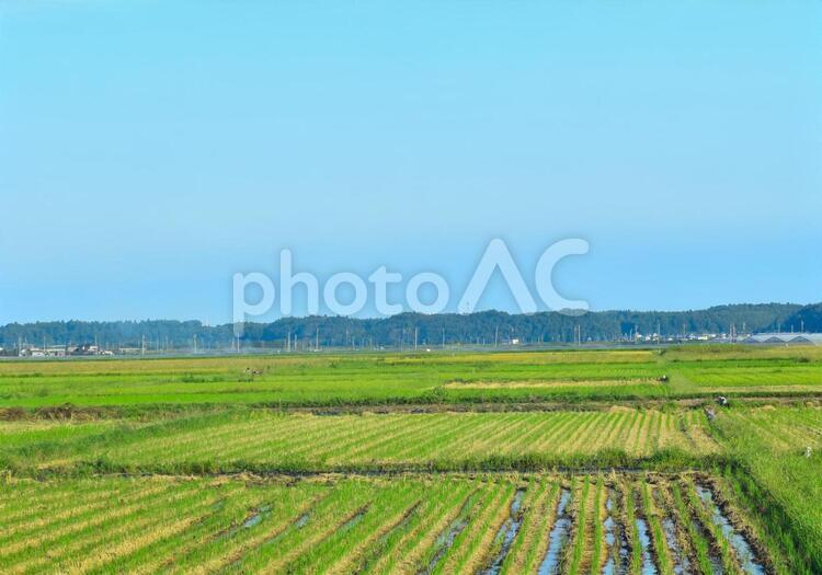 田園風景 稲刈り後,９月,田んぼの写真素材