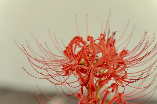 ヒガンバナ03の写真