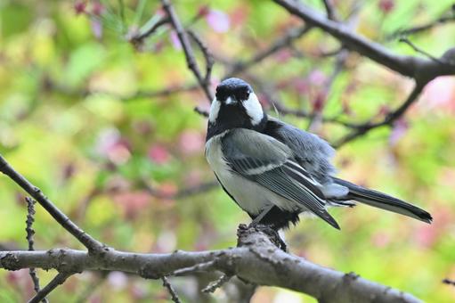 Great tit, JPG Great tit, JPG