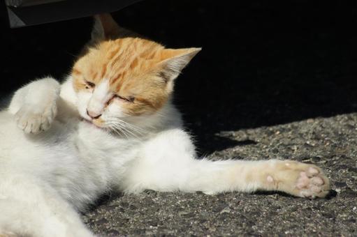 ねこ のらねこ,にゃんこ,可愛いの写真素材
