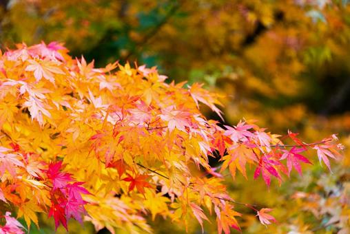 Photo, autumn leaves, autumn, landscape, 