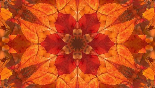 万華鏡のような紅葉模様 万華鏡のような紅葉模様の写真