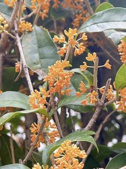 金木犀 金木犀の写真