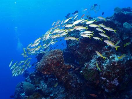 グアムの海の魚の群れ グアムの海の魚の群れ 魚の群れ,魚群,魚の写真素材