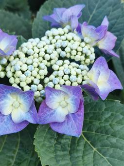 Hydrangea, JPG